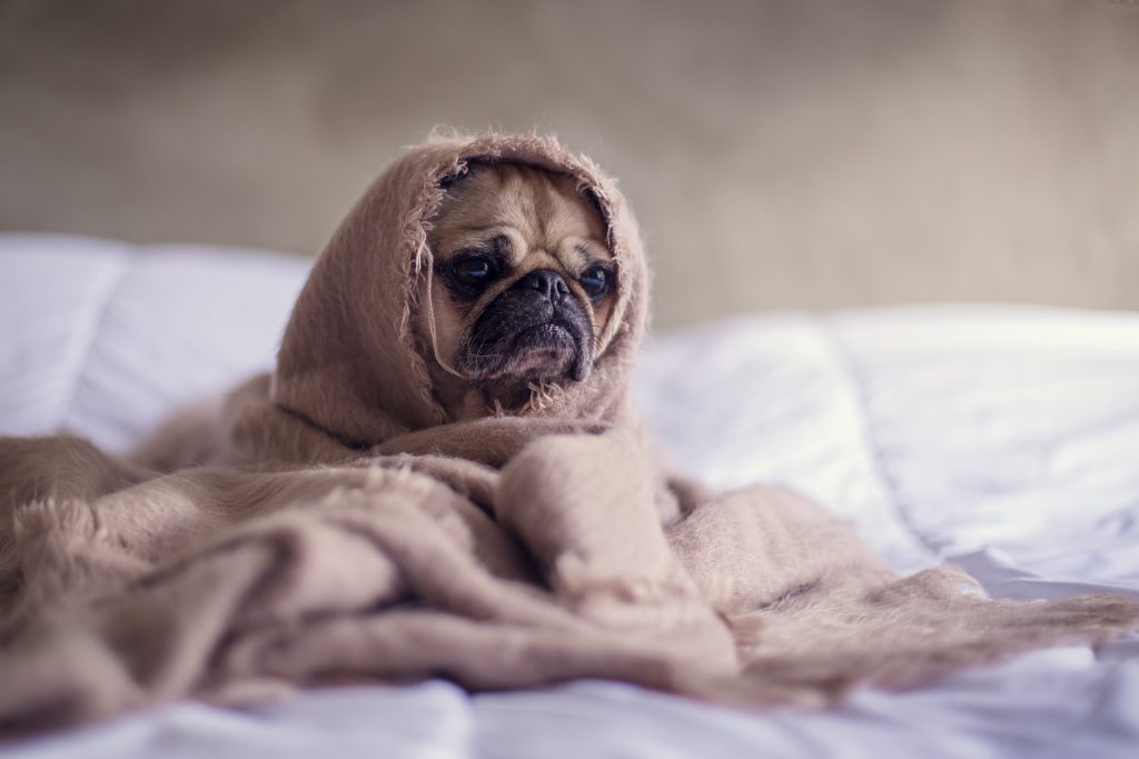 Pug in a blanket by Matthew Henry