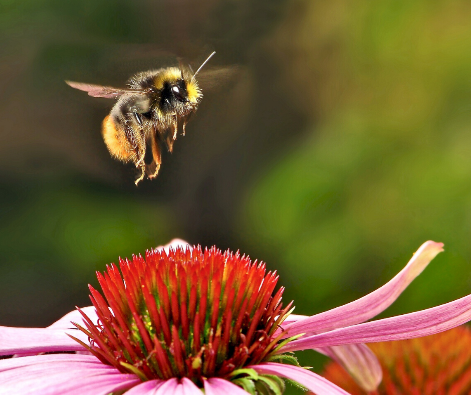 A bee hovering over an attractive red flower